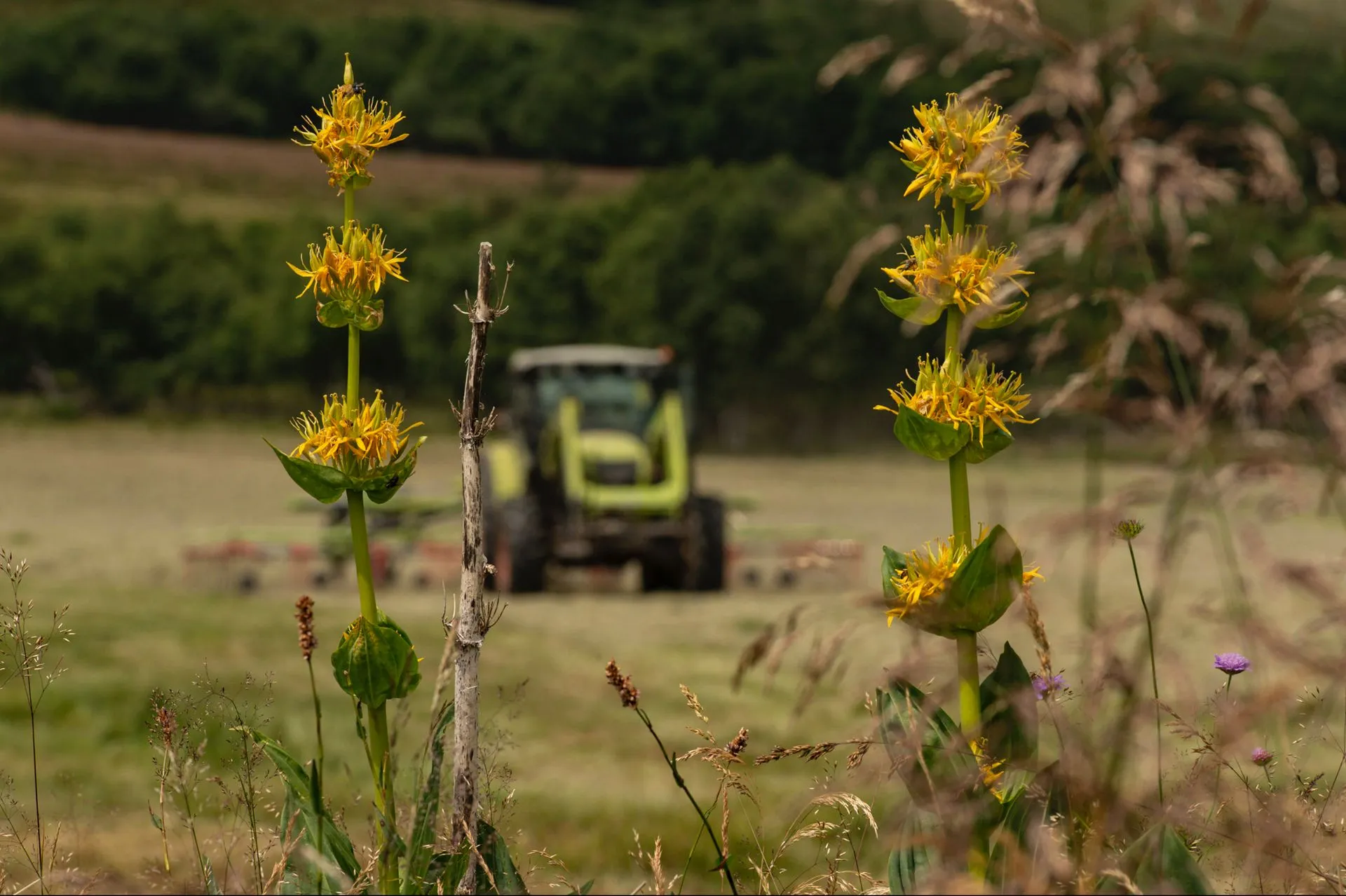 aop-fourme-de-montbrison - Capture d’écran 2019-12-19 à 17.24.07fourma AOP Sauvain photo reportage metier