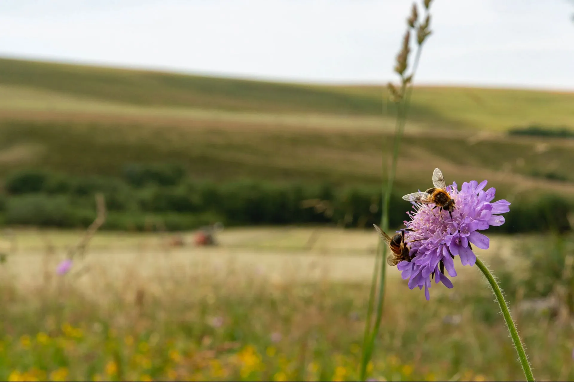 aop-fourme-de-montbrison - Vincent_Chambon_2019-3