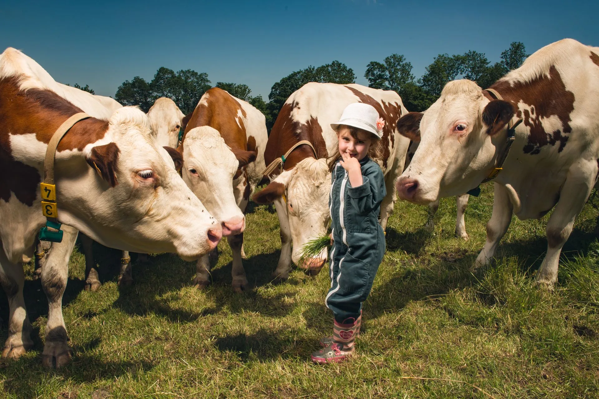 aop-fourme-de-montbrison - Vincent_Chambon_8419